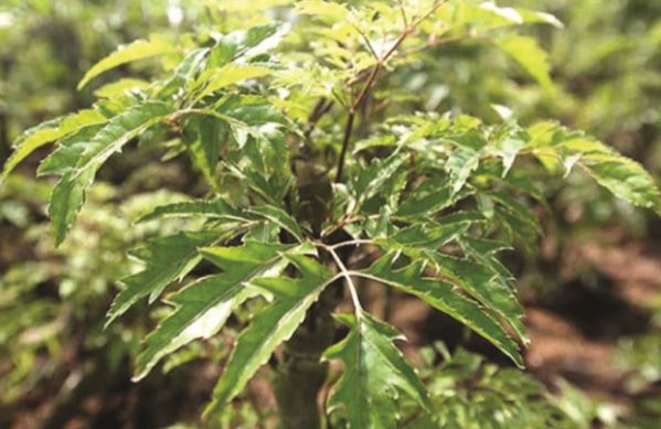 Những bài thuốc chữa bệnh hiệu quả từ cây đinh lăng