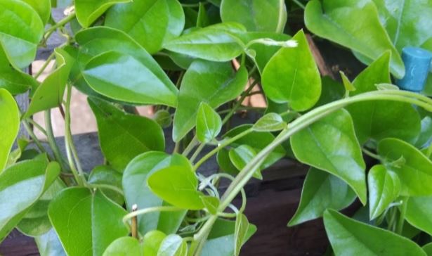 Loại lá được gọi là sâm, giúp giải độc, mát gan chống lão hoá diệu kỳ