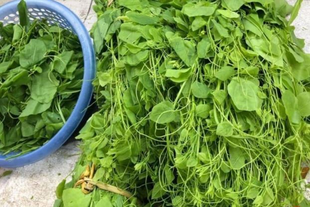 Thứ rau dại có mùi khai nồng nhưng nay là đặc sản, chế biến thành món này ai ăn cũng khen