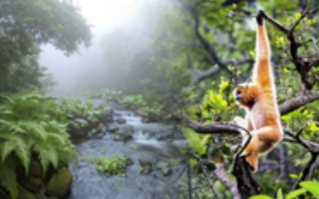 Khám phá thiên nhiên hoang dã tại khu rừng nguyên sinh hàng triệu năm tuổi