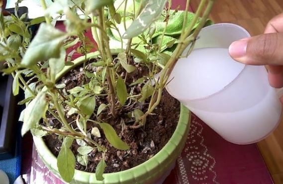 Hòa nước vo gạo với thứ này có ngay ‘tiên dược’ giúp cây phát triển, hoa nở rộ