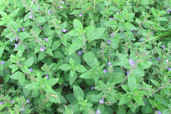 Loài cây mọc hoang ở Việt Nam là thần dược bảo vệ gan và mật