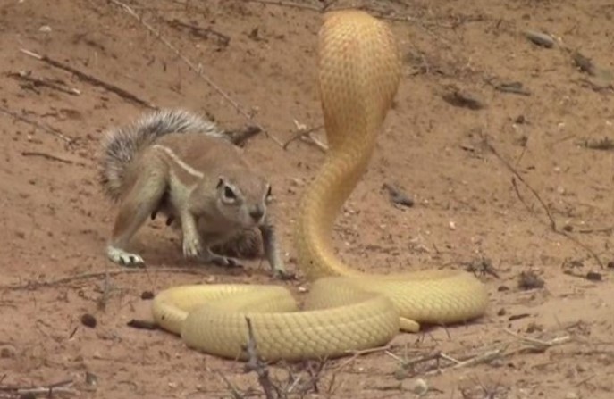 Bản năng làm mẹ trỗi dậy, sóc khiến rắn hổ mang chúa bất lực chịu thua