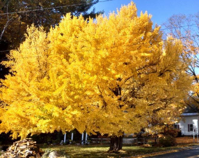 5 loại cây mọc ‘phú quý’, nở ‘an lành’ giúp chiêu tài đón phúc