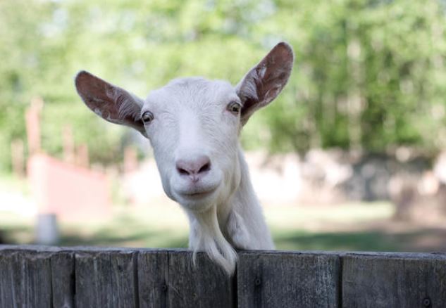 3 con giáp sinh ra để làm lãnh đạo: Giỏi chuyên môn lại tâm lý với nhân viên