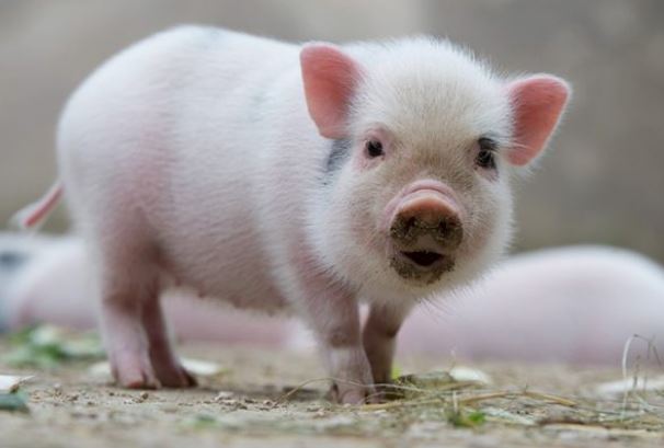 Cùng tuổi nằm duỗi mà ăn: 3 cặp con giáp nên duyên với nhau thì ngày càng sung túc, con cái thành đạt