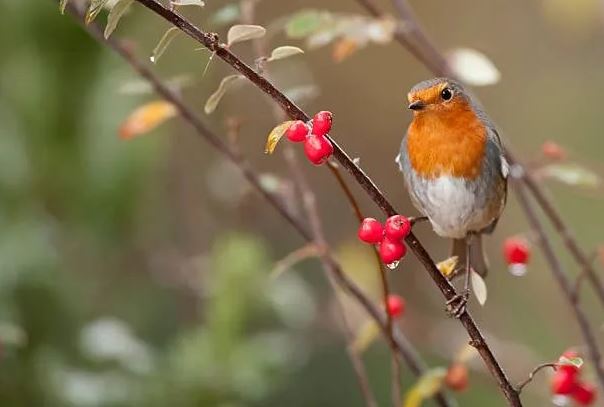 5 ngày sinh Âm lịch của người hưởng trọn lộc trời, mang số mệnh giàu sang phú quý