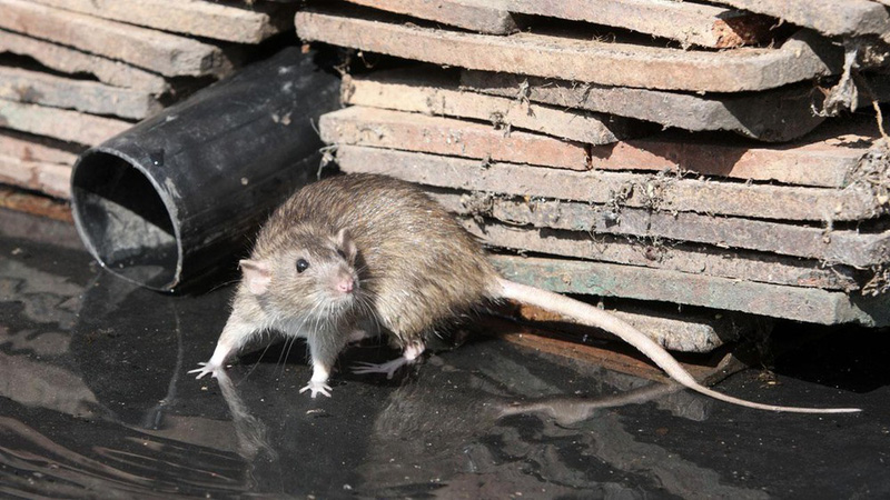 Nếu chuột biến mất hoàn toàn, loài người sẽ khốn đốn ra sao?