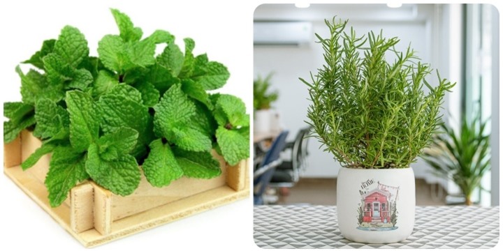 Những loại cây giúp xua muỗi, đuổi chuột hiệu quả - 1