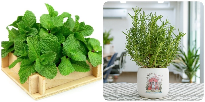 Những loại cây giúp xua muỗi, đuổi chuột hiệu quả 