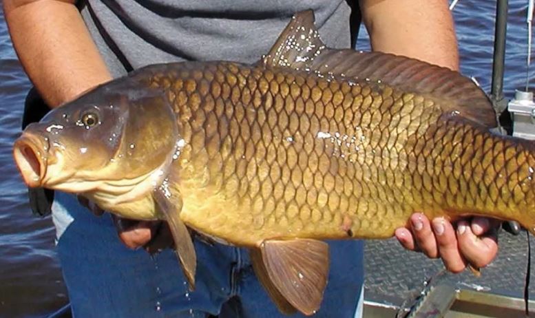 8 loại cá ‘đại bổ’ giàu chất dinh dưỡng ngang ‘đông trùng hạ thảo’, ăn thoải mái không lo béo