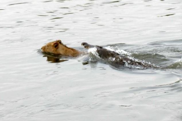 Đi lạc vào lãnh địa của cá sấu, sư tử suýt phải bỏ mạng