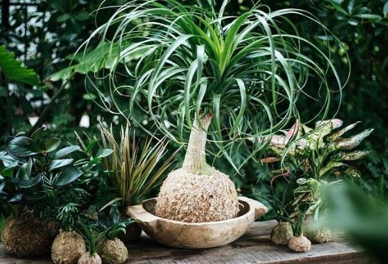 3 cây cảnh tuy xấu xí nhưng giúp hút tài, chiêu lộc: Nhà giàu rất thích trồng