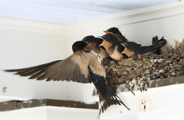 5 lo&#xE0;i v&#x1EAD;t l&#xE0; &#x2018;&#x111;&#x1EC7; t&#x1EED;&#x2019; c&#x1EE7;a Th&#x1EA7;n T&#xE0;i, v&#xE0;o &#x1EDF; nh&#xE0; n&#xE0;o nh&#xE0; &#x111;&#xF3; gi&#xE0;u s&#x1EE5;