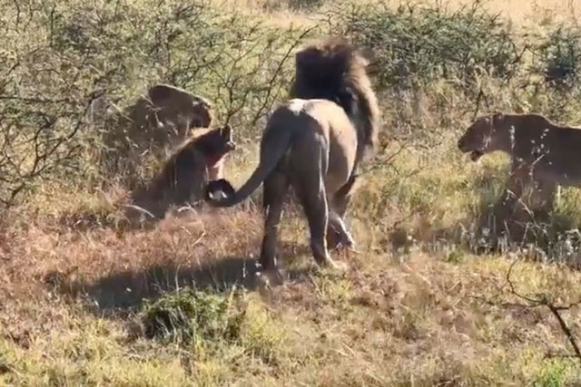 CLIP: Bị sư tử ‘đánh hội đồng’, linh cẩu vẫn may mắn thoát chết nhờ thứ không ngờ tới