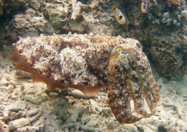 10 cách khó tin mà động vật áp dụng để sống sót trong môi trường nguy hiểm