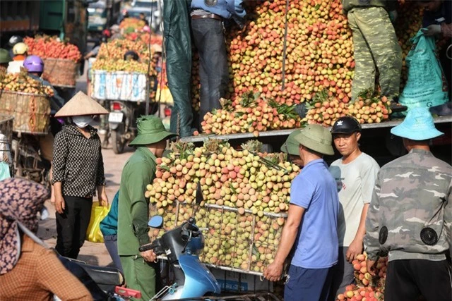 Phu vải kiếm tiền triệu mỗi ngày tại thủ phủ vải thiều - Ảnh 1.