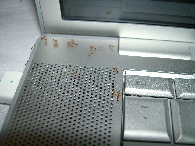 Mẹo xử lý kiến chui vào laptop đơn giản, hiệu quả