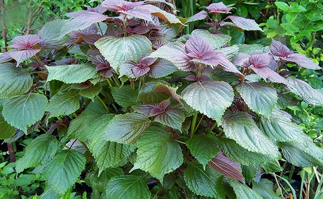 Bí quyết giúp da mịn màng, giảm thâm nám mà không tốn tiền