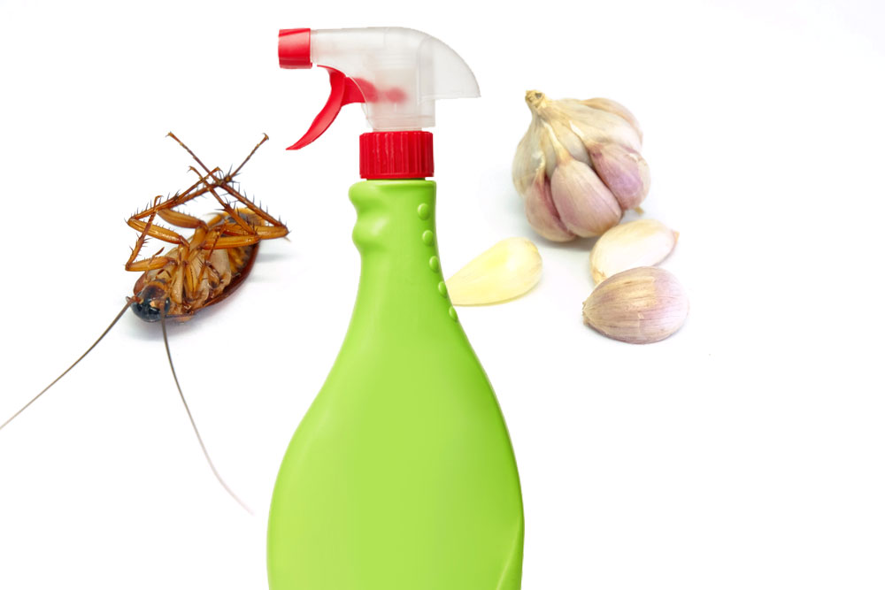 Tự chế thuốc diệt gián bằng tỏi an toàn hiệu quả tại nhà
