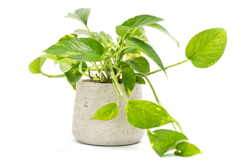 &#x110;i&#x1EC3;m danh 15 lo&#x1EA1;i c&#xE2;y phong th&#x1EE7;y trong nh&#xE0; mang t&#xE0;i l&#x1ED9;c, may m&#x1EAF;n cho gia ch&#x1EE7;