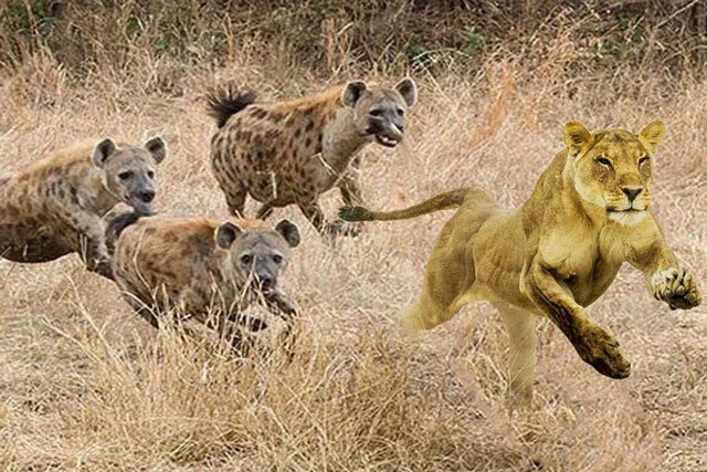 Bầy linh cẩu đuổi sư tử.