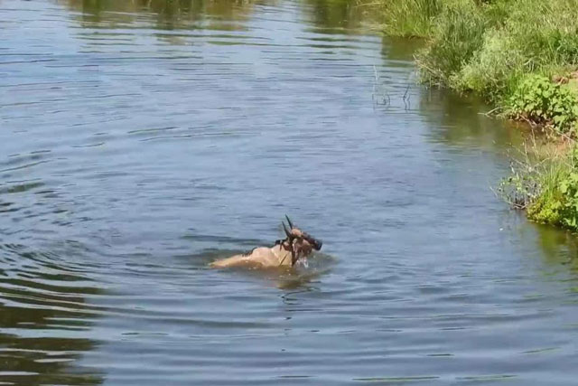 CLIP: Cá sấu khổng lồ đoạt mạng linh dương trong ‘một nốt nhạc’