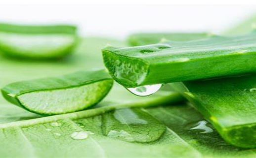 5 cách sử dụng nha đam để chữa cháy nắng hiệu quả