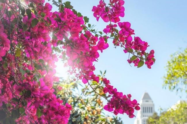 Nhà giàu hay không nhìn cây cảnh trước cửa, có 4 cây này có thể mang đến phước lành, giàu sang