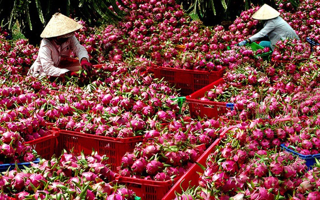 Bộ NN&PTNT đề nghị siết chặt kiểm tra trái cây xuất khẩu sang Trung Quốc