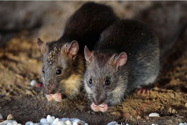 Chuyện chưa kể về vùng đất không có bóng dáng loài chuột 
