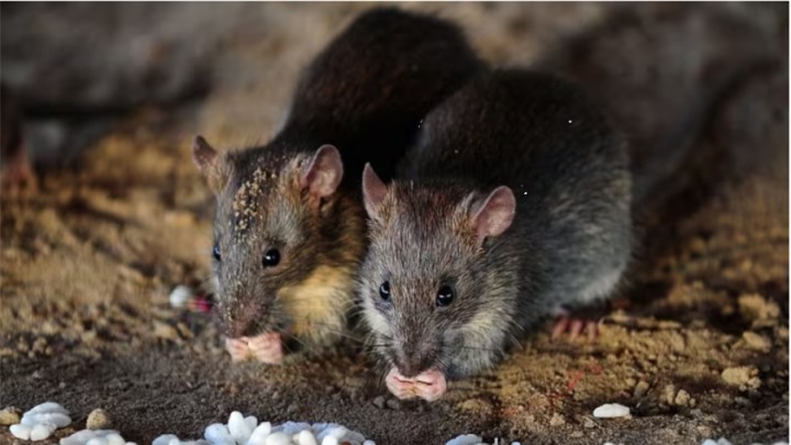 Loài chuột chỉ còn xuất hiện trong sách vở của người dân vùng đất này. (Ảnh: The Guardian)