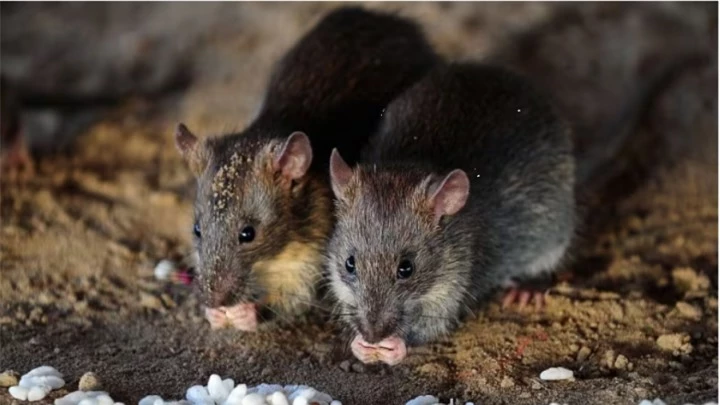Loài chuột chỉ còn xuất hiện trong sách vở của người dân vùng đất này. (Ảnh: The Guardian)