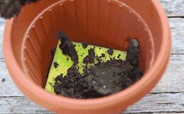 Bỏ thứ này dưới chậu cây cảnh, đất đai tơi xốp, hoa đua nhau khoe sắc