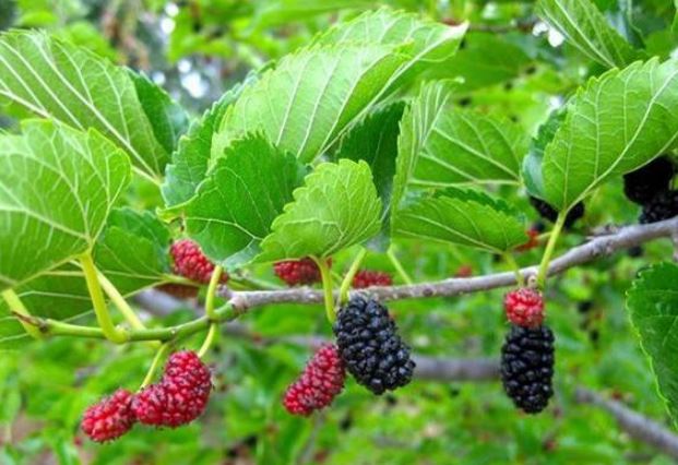 3 loại cây rước vào nhà là hỏng chuyện, 2 loại cây mang vượng khí nên trồng