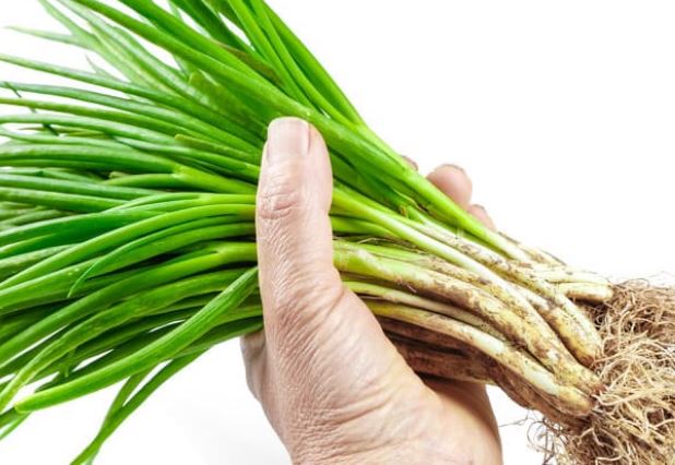 Hành lá mua nhiều trước khi bảo quản cần làm thêm 1 bước, để nửa năm vẫn tươi