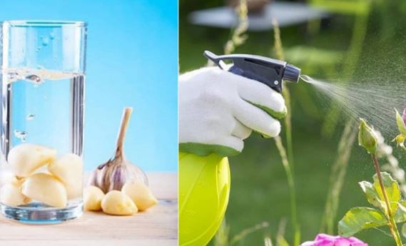 6 loại nước được xem là ‘thần dược’ nuôi cây, đổ ra vườn 1 tuần sau hoa mọc