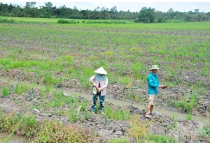 Cần Thơ lập kế hoạch chuyển đổi cơ cấu đất sản xuất lúa kém hiệu quả