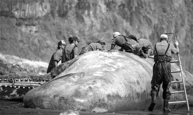 Cá voi chết dạt vào bờ biển, các nhà nghiên cứu mổ bụng phát hiện hòn đá, hóa ra là báu vật - Ảnh 1.