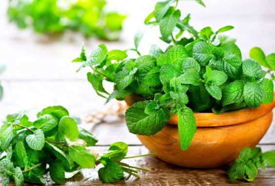 4 mẹo đuổi ruồi đục hiệu quả, chúng sẽ sợ mà né xa vườn cây nhà bạn