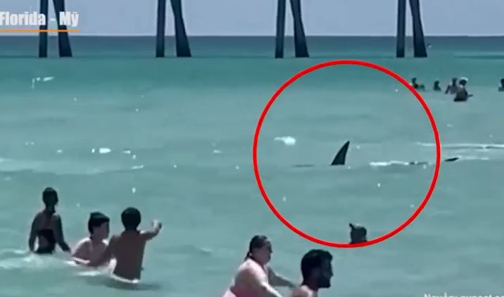 Clip: Kinh hoàng khoảnh khắc cá mập bơi giữa những người tắm biển