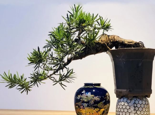 3 loại cây là ‘con cưng’ của Thần Tài, trồng ở nhà như nam châm hút tiền tài