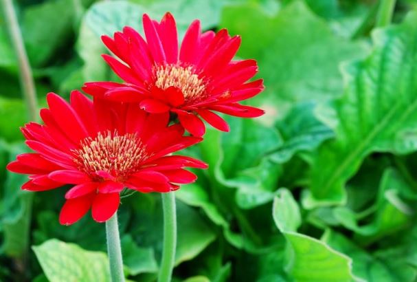 Người sinh ngày âm lịch này làm việc chuyên nghiệp, có nhiều ý tưởng, dễ làm giàu