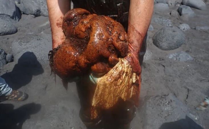 Cá voi chết dạt vào bờ biển, các nhà nghiên cứu mổ bụng phát hiện 'hòn đá', hóa ra là báu vật