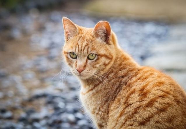 3 con giáp nam luôn coi vợ là nhất, càng lúc càng yêu chiều vợ