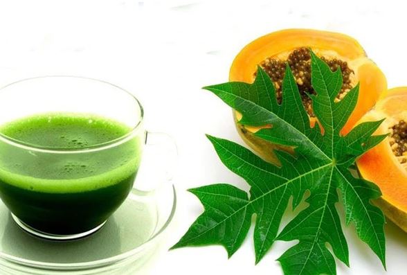 Điều trị sốt xuất huyết từ lá đu đủ có thực sự hiệu quả?