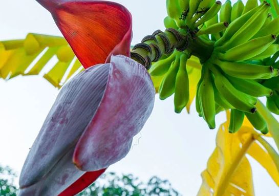 3 lo&#x1EA1;i hoa trong v&#x1B0;&#x1EDD;n nh&#xE0; l&#xE0; &quot;v&#x1EF1;a thu&#x1ED1;c qu&#xFD;&quot; gi&#xFA;p b&#x1EA3;o v&#x1EC7; l&#xE1; gan, t&#x1ED1;t cho tim, th&#x1EAD;n