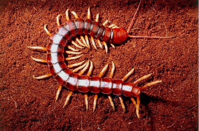 Clip: Treo ngược trong hang, rết khổng lồ đối đầu với dơi và cái kết khiến ai nấy ngỡ ngàng