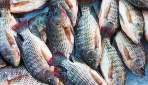 Tác hại của cá rô phi bạn phải biết càng sớm càng tốt