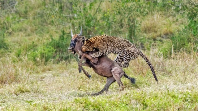 Nỗ lực hơn 3 tiếng đồng hồ và cái kết "ngọt ngào" dành cho báo hoa mai ảnh 1